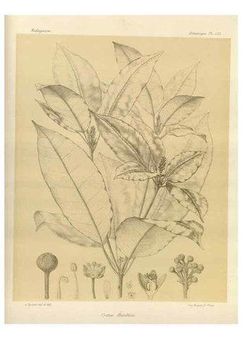 Reproducción/Reproduction 49785905666: Histoire physique, naturelle, et politique de Madagascar. Paris :Impr. nationale,1885-. 
