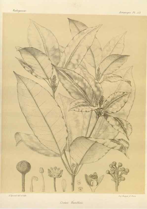 Reproducción/Reproduction 49785905666: Histoire physique, naturelle, et politique de Madagascar. Paris :Impr. nationale,1885-. 