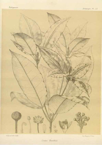 Reproducción/Reproduction 49785905666: Histoire physique, naturelle, et politique de Madagascar. Paris :Impr. nationale,1885-. 