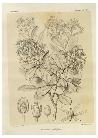 Reproducción/Reproduction 49786195127: Histoire physique, naturelle, et politique de Madagascar. Paris :Impr. nationale,1885-. 