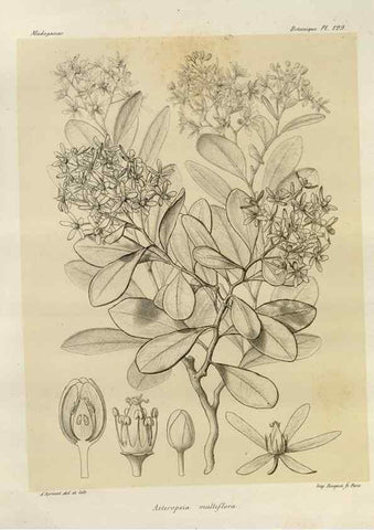 Reproducción/Reproduction 49786195127: Histoire physique, naturelle, et politique de Madagascar. Paris :Impr. nationale,1885-. 
