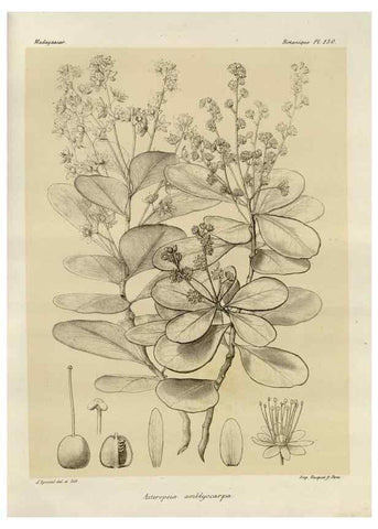 Reproducción/Reproduction 49786195522: Histoire physique, naturelle, et politique de Madagascar. Paris :Impr. nationale,1885-. 