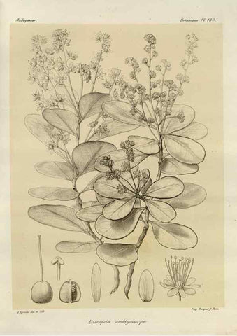 Reproducción/Reproduction 49786195522: Histoire physique, naturelle, et politique de Madagascar. Paris :Impr. nationale,1885-. 