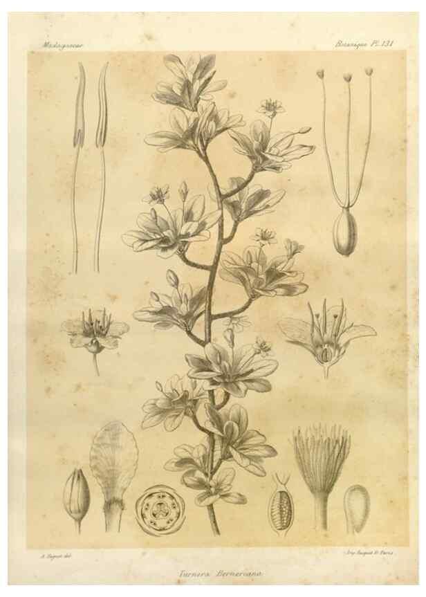 Reproducción/Reproduction 49786218972: Histoire physique, naturelle, et politique de Madagascar. Paris :Impr. nationale,1885-. 