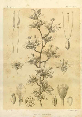 Reproducción/Reproduction 49786218972: Histoire physique, naturelle, et politique de Madagascar. Paris :Impr. nationale,1885-. 
