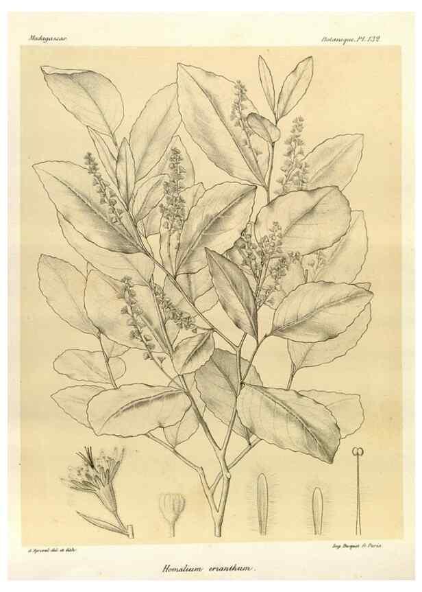 Reproducción/Reproduction 49785360318: Histoire physique, naturelle, et politique de Madagascar. Paris :Impr. nationale,1885-. 