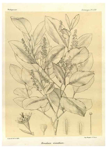 Reproducción/Reproduction 49785360318: Histoire physique, naturelle, et politique de Madagascar. Paris :Impr. nationale,1885-. 