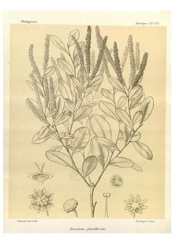 Reproducción/Reproduction 49786219567: Histoire physique, naturelle, et politique de Madagascar. Paris :Impr. nationale,1885-. 
