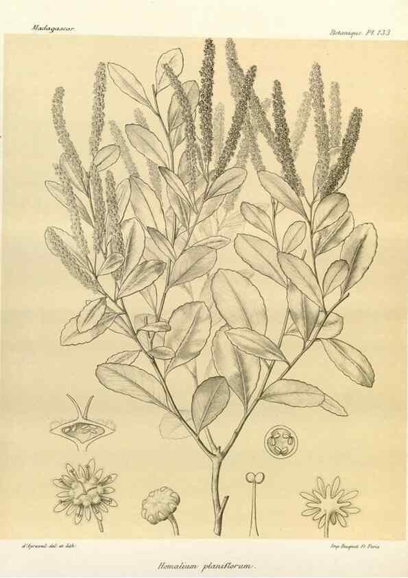 Reproducción/Reproduction 49786219567: Histoire physique, naturelle, et politique de Madagascar. Paris :Impr. nationale,1885-. 