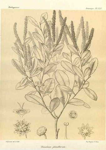 Reproducción/Reproduction 49786219567: Histoire physique, naturelle, et politique de Madagascar. Paris :Impr. nationale,1885-. 