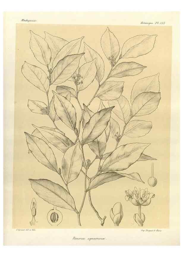 Reproducción/Reproduction 49786220247: Histoire physique, naturelle, et politique de Madagascar. Paris :Impr. nationale,1885-. 