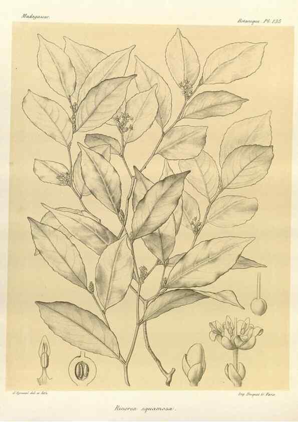 Reproducción/Reproduction 49786220247: Histoire physique, naturelle, et politique de Madagascar. Paris :Impr. nationale,1885-. 