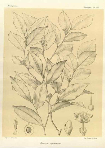 Reproducción/Reproduction 49786220247: Histoire physique, naturelle, et politique de Madagascar. Paris :Impr. nationale,1885-. 