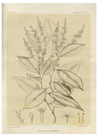Reproducción/Reproduction 49785873541: Histoire physique, naturelle, et politique de Madagascar. Paris :Impr. nationale,1885-. 