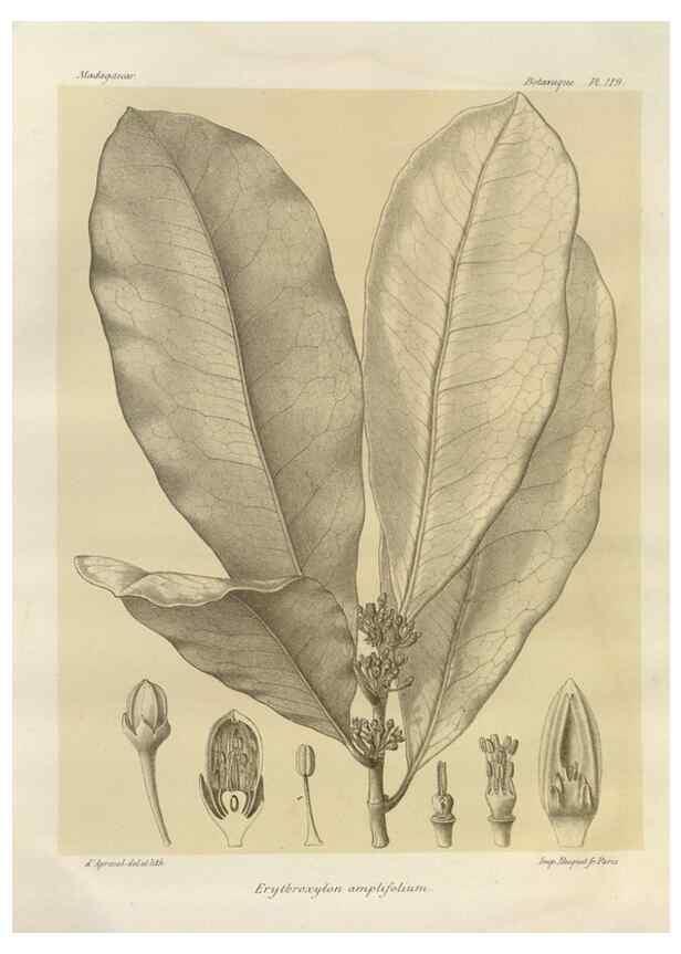 Reproducción/Reproduction 49786192012: Histoire physique, naturelle, et politique de Madagascar. Paris :Impr. nationale,1885-. 