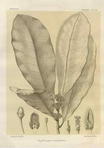 Reproducción/Reproduction 49786192012: Histoire physique, naturelle, et politique de Madagascar. Paris :Impr. nationale,1885-. 
