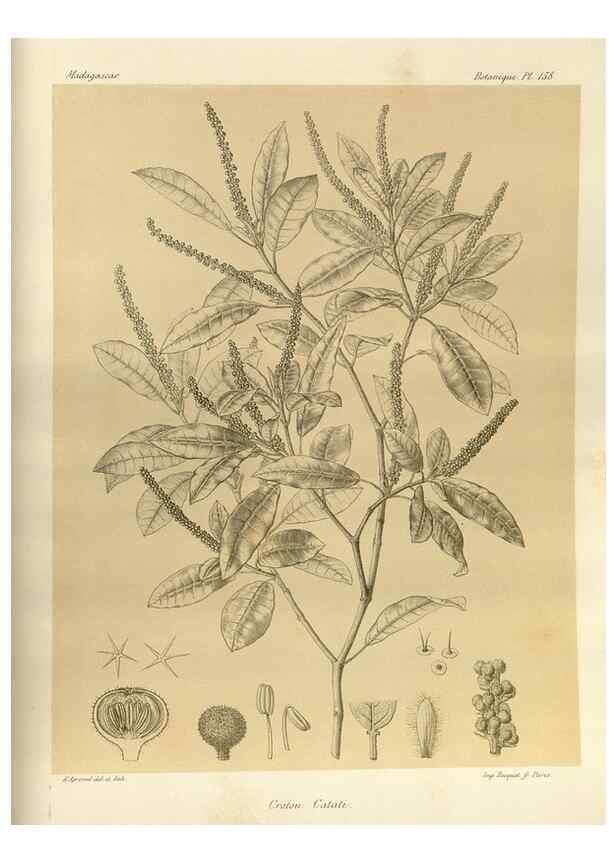 Reproducción/Reproduction 49785906776: Histoire physique, naturelle, et politique de Madagascar. Paris :Impr. nationale,1885-. 