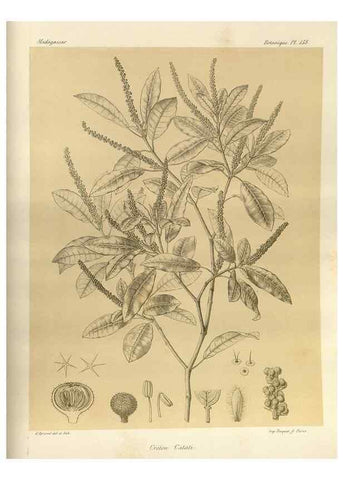 Reproducción/Reproduction 49785906776: Histoire physique, naturelle, et politique de Madagascar. Paris :Impr. nationale,1885-. 
