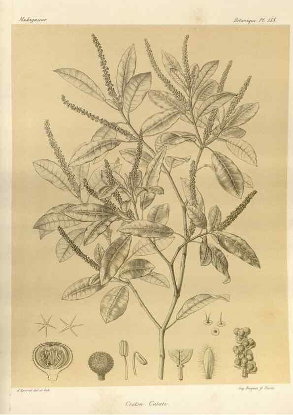 Reproducción/Reproduction 49785906776: Histoire physique, naturelle, et politique de Madagascar. Paris :Impr. nationale,1885-. 