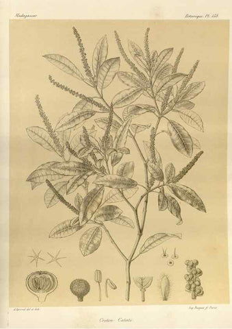 Reproducción/Reproduction 49785906776: Histoire physique, naturelle, et politique de Madagascar. Paris :Impr. nationale,1885-. 