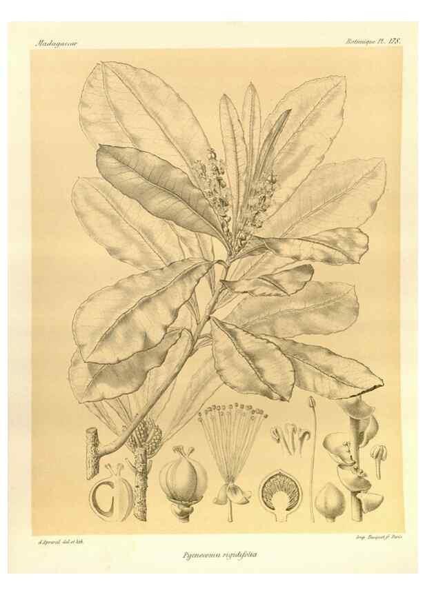 Reproducción/Reproduction 49786234177: Histoire physique, naturelle, et politique de Madagascar. Paris :Impr. nationale,1885-. 