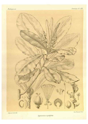 Reproducción/Reproduction 49786234177: Histoire physique, naturelle, et politique de Madagascar. Paris :Impr. nationale,1885-. 