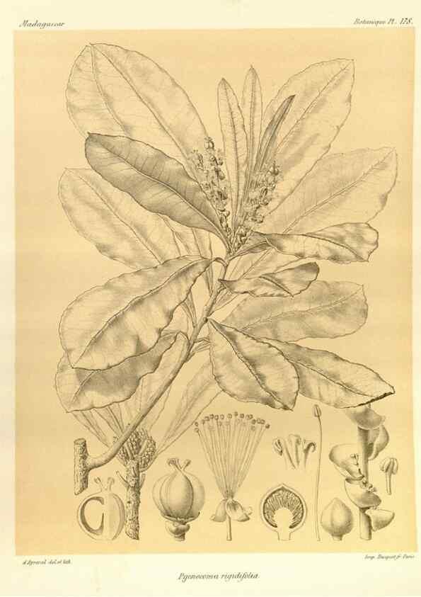 Reproducción/Reproduction 49786234177: Histoire physique, naturelle, et politique de Madagascar. Paris :Impr. nationale,1885-. 