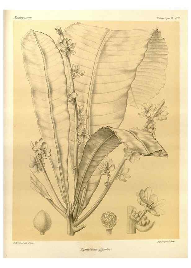 Reproducción/Reproduction 49785376108: Histoire physique, naturelle, et politique de Madagascar. Paris :Impr. nationale,1885-. 