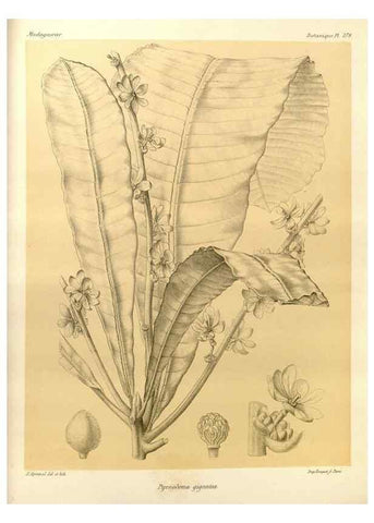 Reproducción/Reproduction 49785376108: Histoire physique, naturelle, et politique de Madagascar. Paris :Impr. nationale,1885-. 