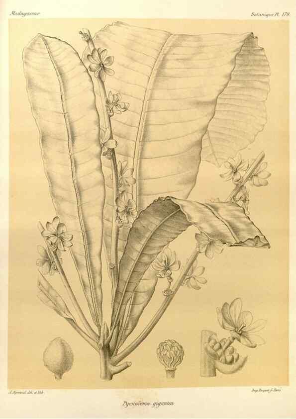 Reproducción/Reproduction 49785376108: Histoire physique, naturelle, et politique de Madagascar. Paris :Impr. nationale,1885-. 