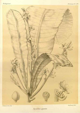Reproducción/Reproduction 49785376108: Histoire physique, naturelle, et politique de Madagascar. Paris :Impr. nationale,1885-. 