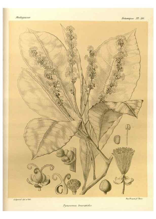Reproducción/Reproduction 49786234927: Histoire physique, naturelle, et politique de Madagascar. Paris :Impr. nationale,1885-. 