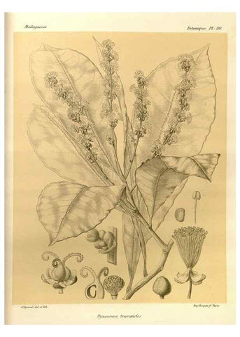 Reproducción/Reproduction 49786234927: Histoire physique, naturelle, et politique de Madagascar. Paris :Impr. nationale,1885-. 