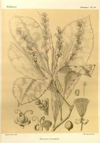 Reproducción/Reproduction 49786234927: Histoire physique, naturelle, et politique de Madagascar. Paris :Impr. nationale,1885-. 