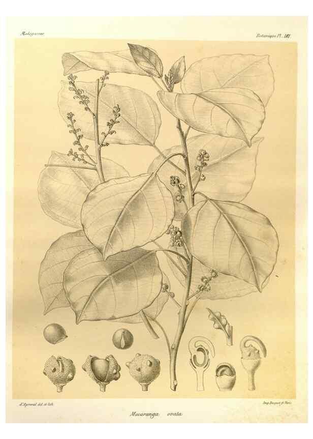 Reproducción/Reproduction 49786235307: Histoire physique, naturelle, et politique de Madagascar. Paris :Impr. nationale,1885-. 