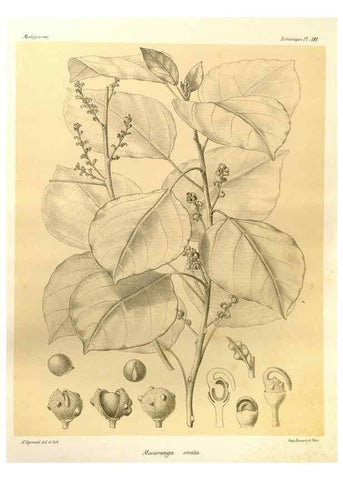 Reproducción/Reproduction 49786235307: Histoire physique, naturelle, et politique de Madagascar. Paris :Impr. nationale,1885-. 