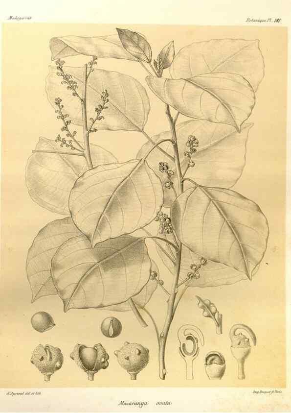 Reproducción/Reproduction 49786235307: Histoire physique, naturelle, et politique de Madagascar. Paris :Impr. nationale,1885-. 
