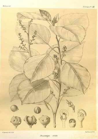 Reproducción/Reproduction 49786235307: Histoire physique, naturelle, et politique de Madagascar. Paris :Impr. nationale,1885-. 