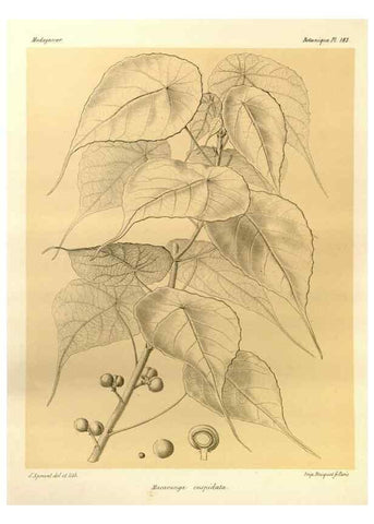Reproducción/Reproduction 49786235677: Histoire physique, naturelle, et politique de Madagascar. Paris :Impr. nationale,1885-. 