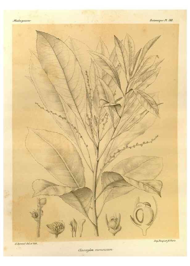 Reproducción/Reproduction 49786235937: Histoire physique, naturelle, et politique de Madagascar. Paris :Impr. nationale,1885-. 
