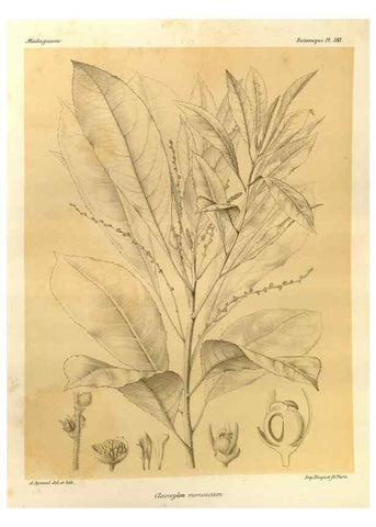 Reproducción/Reproduction 49786235937: Histoire physique, naturelle, et politique de Madagascar. Paris :Impr. nationale,1885-. 