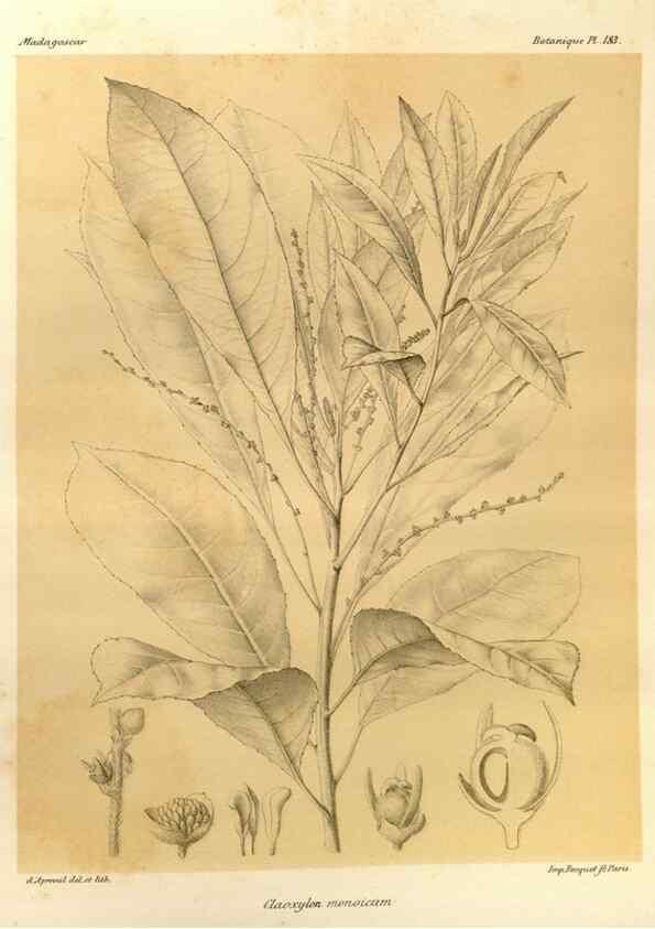 Reproducción/Reproduction 49786235937: Histoire physique, naturelle, et politique de Madagascar. Paris :Impr. nationale,1885-. 