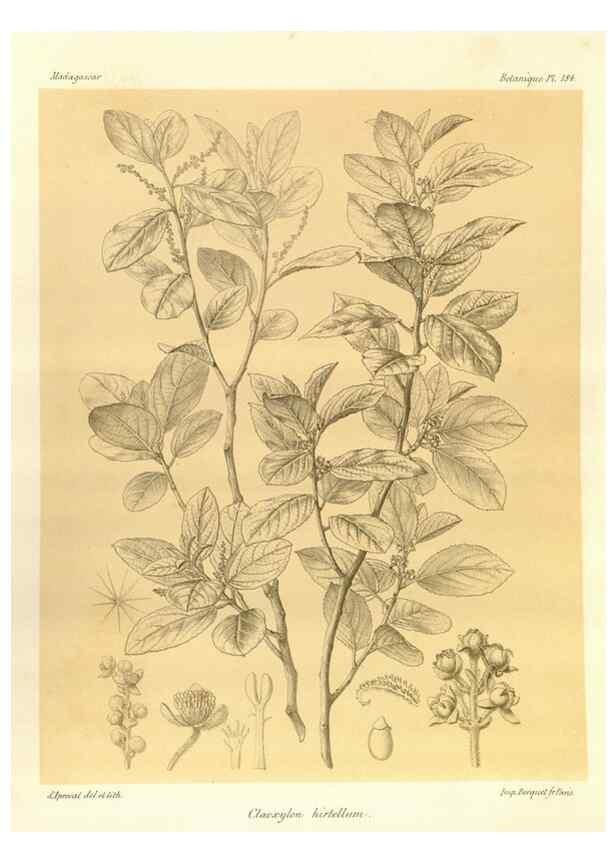 Reproducción/Reproduction 49786236362: Histoire physique, naturelle, et politique de Madagascar. Paris :Impr. nationale,1885-. 