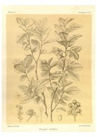 Reproducción/Reproduction 49786236362: Histoire physique, naturelle, et politique de Madagascar. Paris :Impr. nationale,1885-. 