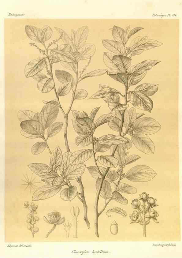 Reproducción/Reproduction 49786236362: Histoire physique, naturelle, et politique de Madagascar. Paris :Impr. nationale,1885-. 