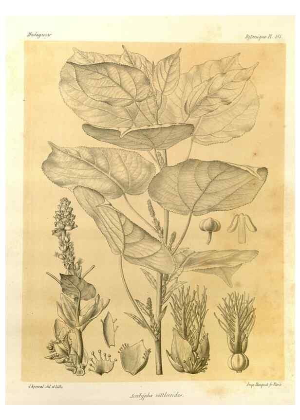 Reproducción/Reproduction 49785915751: Histoire physique, naturelle, et politique de Madagascar. Paris :Impr. nationale,1885-. 