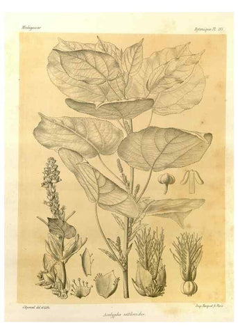 Reproducción/Reproduction 49785915751: Histoire physique, naturelle, et politique de Madagascar. Paris :Impr. nationale,1885-. 