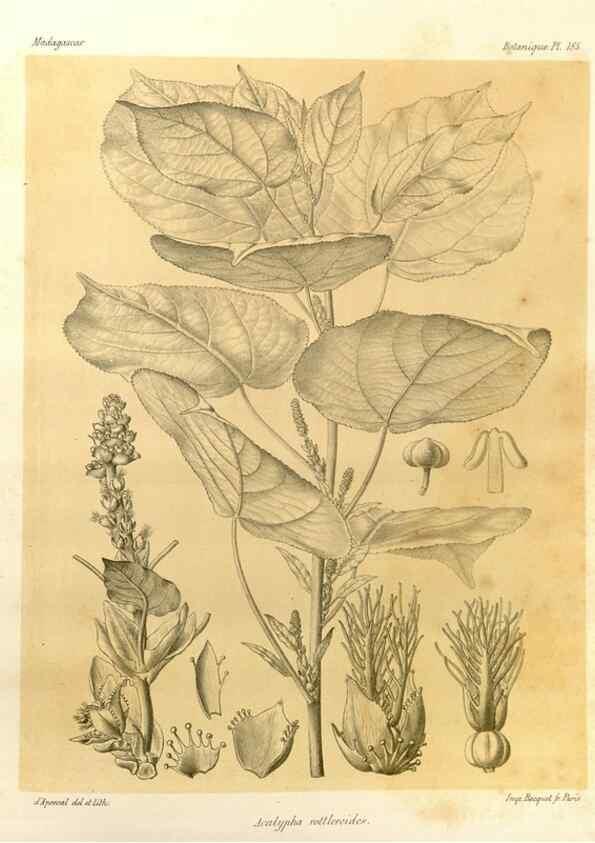 Reproducción/Reproduction 49785915751: Histoire physique, naturelle, et politique de Madagascar. Paris :Impr. nationale,1885-. 