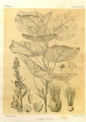 Reproducción/Reproduction 49785915751: Histoire physique, naturelle, et politique de Madagascar. Paris :Impr. nationale,1885-. 