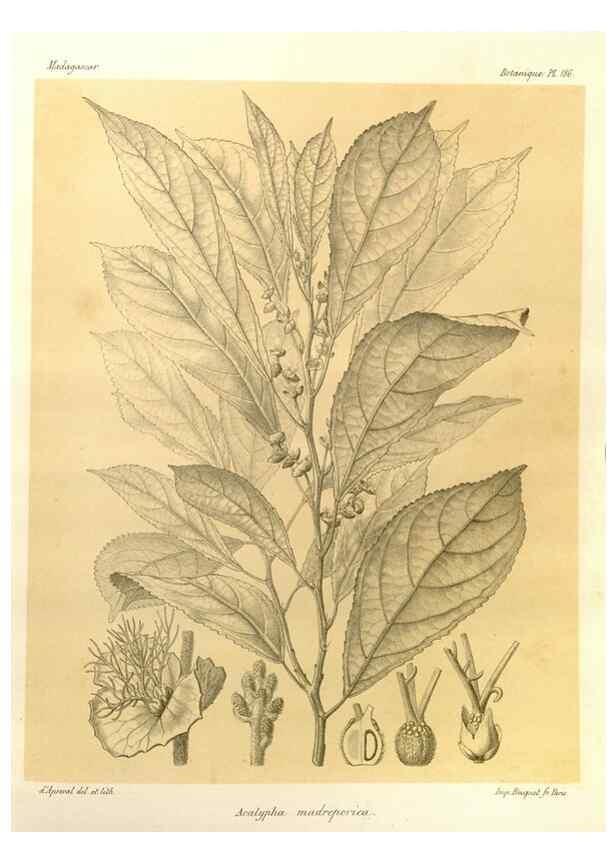 Reproducción/Reproduction 49785916181: Histoire physique, naturelle, et politique de Madagascar. Paris :Impr. nationale,1885-. 